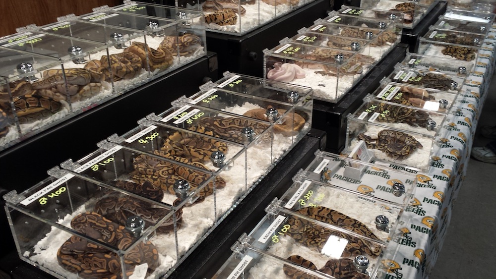 wisconsin reptile show